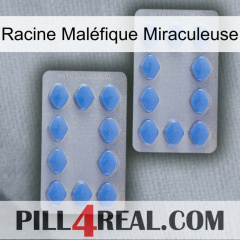 Racine Maléfique Miraculeuse 20